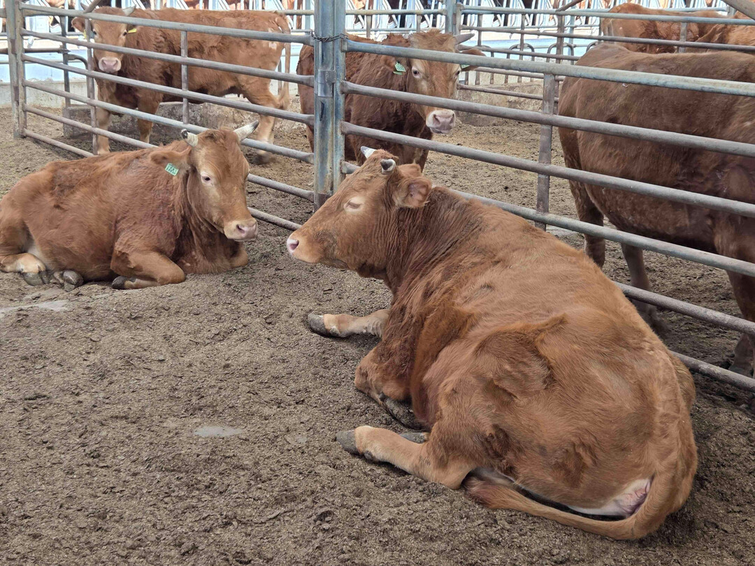 담양군 종축개량 정책 "소 한 마리에 2,500만 원" 빛나는 결실